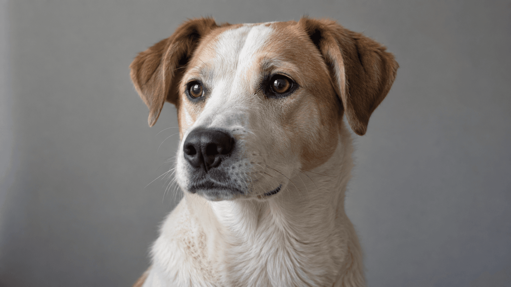 El retrato original de un perro, en tonos crema y café, utilizado en todas las capturas de Beam Bench